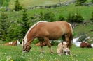 Haflinger Pferde